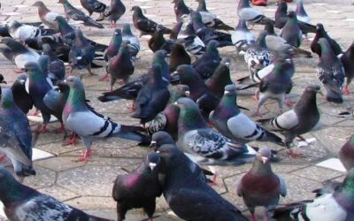 Control de palomas en Bogotá – Con productos ecológicos