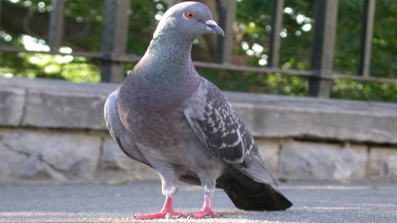 Palomas en Bogota