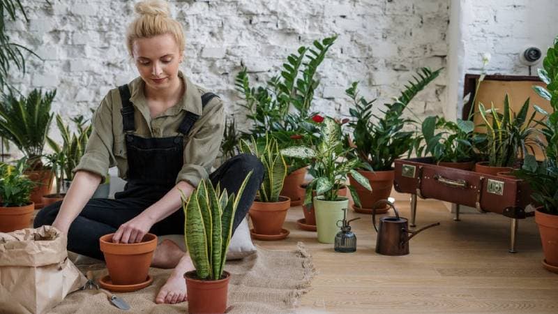 Cuidado de Jardin