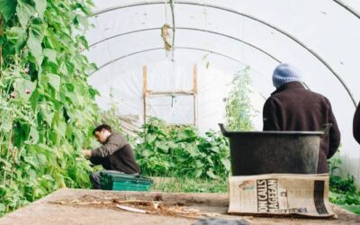 Jardinería Bogotá – Servicio para jardines y parque