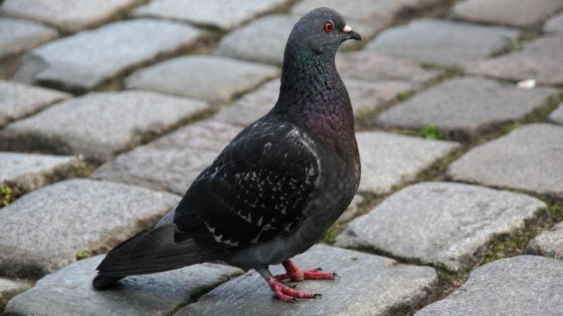 Palomas en plaza